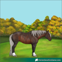 Horse Color:Silver Brown Rabicano 