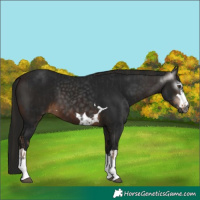 Horse Color:Gray Liver Chestnut and Gray Bay