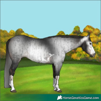 Horse Color:Gray Liver Chestnut  and Gray Bay 