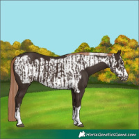 Horse Color:Liver Chestnut  and Liver Chestnut Frame 