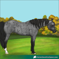 Horse Color:Gray Blue Roan Rabicano