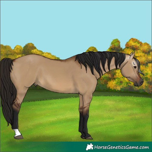 Horse Color:Gray Bay Dun 