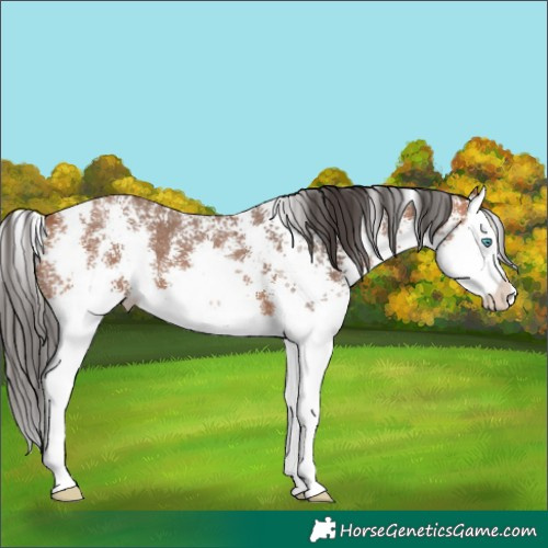 Horse Color:Bay Sabino Splash 