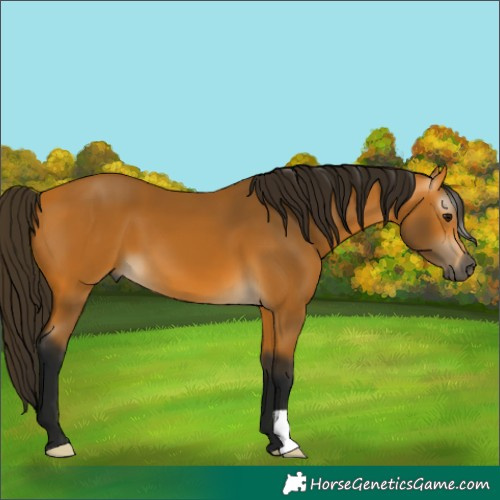 Horse Color:Gray Buckskin 