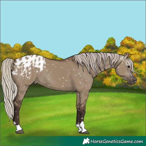 Horse Color:Gray Silver Grullo Blanket 