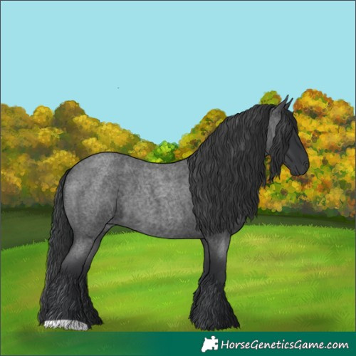 Horse Color:Blue Roan