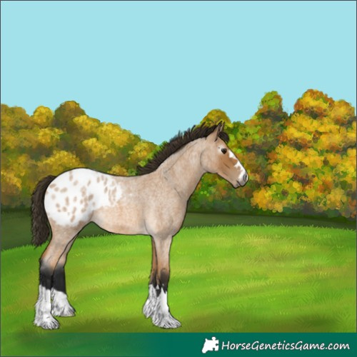 Horse Color:Gray Buckskin Roan Appaloosa
