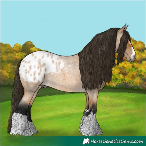 Horse Color:Gray Buckskin Roan Blanket 