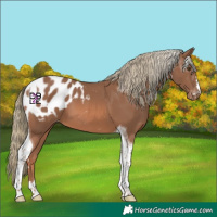 Horse Color:Chestnut Mushroom Tobiano Appaloosa