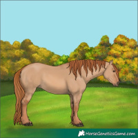 Horse Color:Red Dun