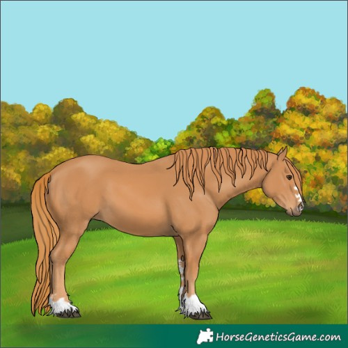 Horse Color:Chestnut 