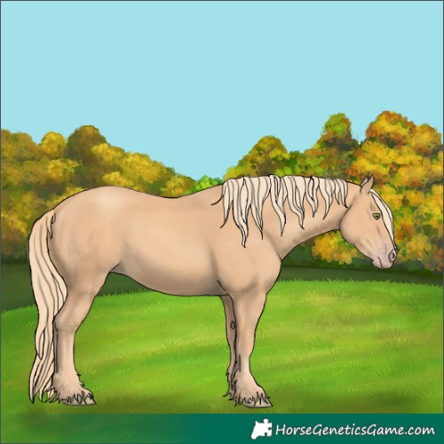 Horse Color:Gold Champagne