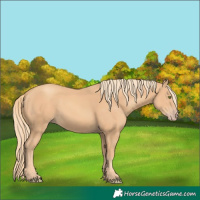 Horse Color:Gold Champagne 