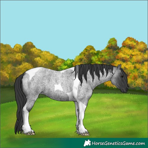 Horse Color:Blue Roan Tobiano 