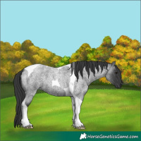 Horse Color:Blue Roan Tobiano