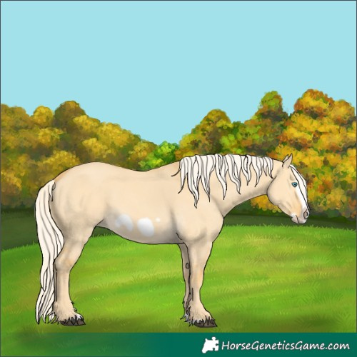 Horse Color:Palomino Dun Splash Frame 