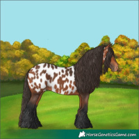 Horse Color:Bay Near Leopard 