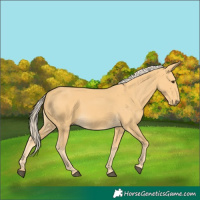 Horse Color:Palomino 