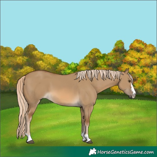 Horse Color:Chocolate Palomino Dun 