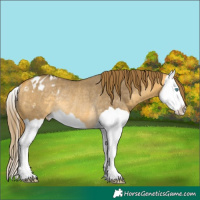 Horse Color:Buckskin Dun Splash Appaloosa Rabicano 
