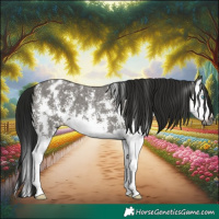 Horse Color:Gray Grullo Sabino Splash Appaloosa