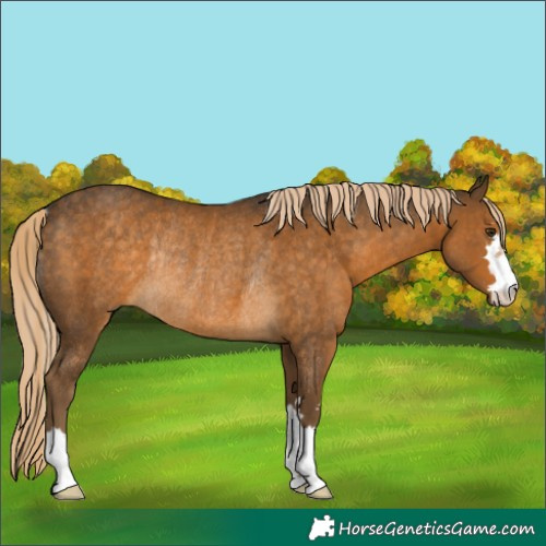 Horse Color:Chocolate Palomino Rabicano 