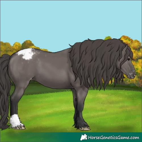 Horse Color:Grullo Appaloosa 
