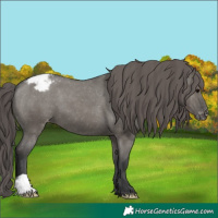 Horse Color:Grullo Appaloosa 