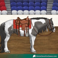 Horse Color:Grullo Tobiano Appaloosa