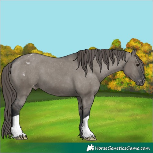 Horse Color:Grullo Appaloosa