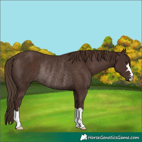 Horse Color:Liver Chestnut Rabicano