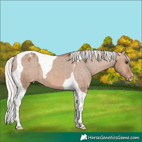 Horse Color:Silver Brown Dun Tobiano Appaloosa