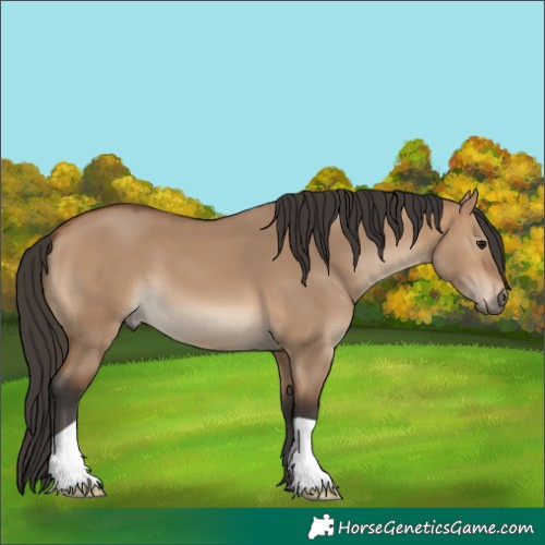 Horse Color:Bay Dun