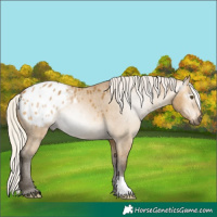 Horse Color:Gray Silver Buckskin Dun Appaloosa Brindle
