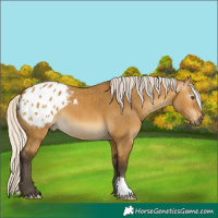 Horse Color:Gray Silver Buckskin Dun Appaloosa Brindle 