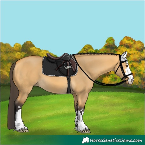 Horse Color:Buckskin Dun 