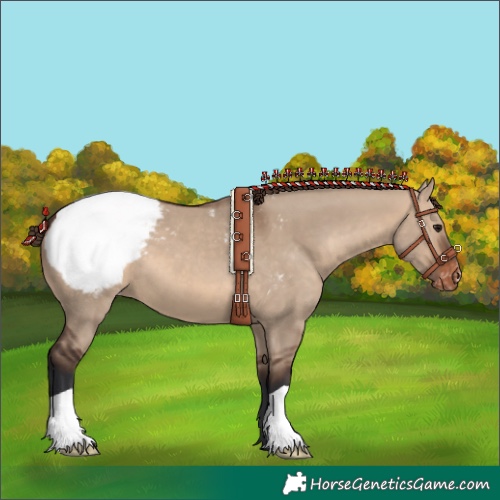 Horse Color:Brown Dun Appaloosa 
