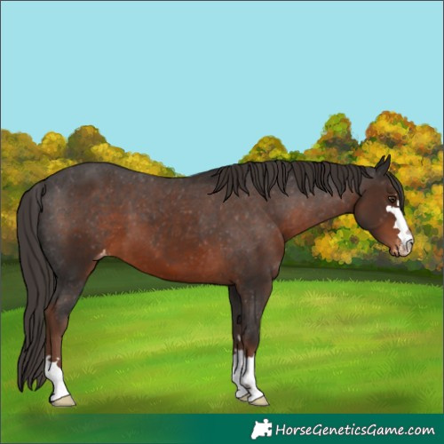 Horse Color:Liver Chestnut Appaloosa