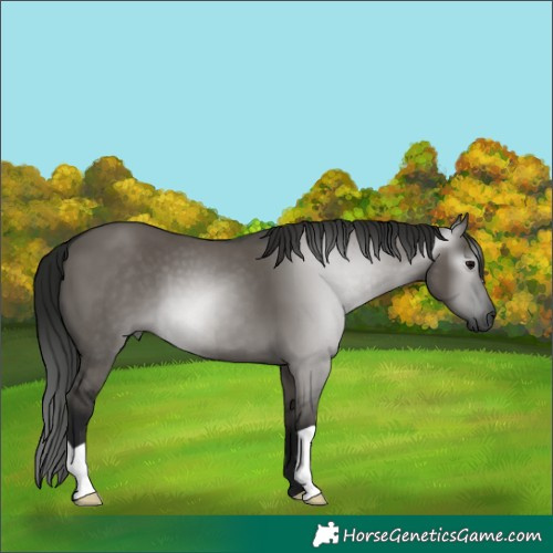 Horse Color:Gray Grullo 