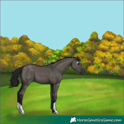 Horse Color:Gray Grullo 