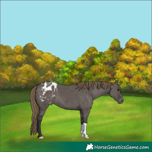 Horse Color:Smoky Grullo Appaloosa Brindle 