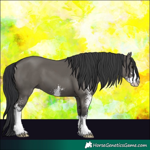 Horse Color:Grullo Sabino