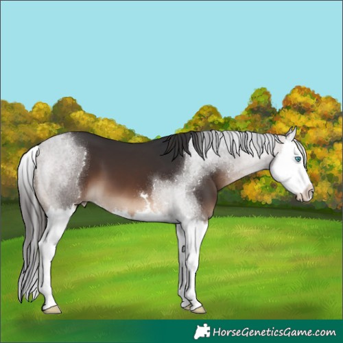 Horse Color:Brown Splash 