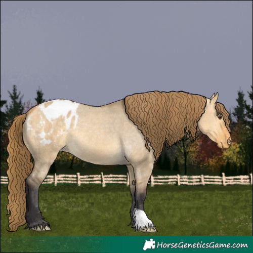 Horse Color:Buckskin Dun Appaloosa 