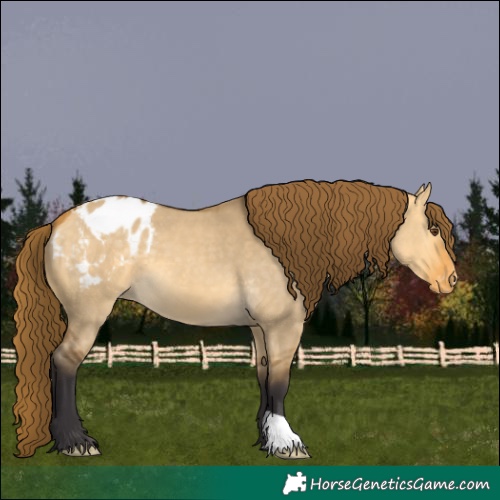 Horse Color:Buckskin Dun Appaloosa 
