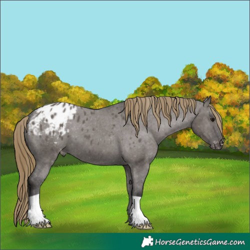 Horse Color:Smoky Grullo Appaloosa 