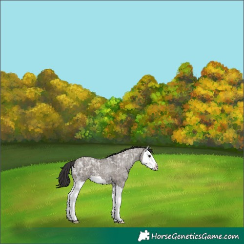 Horse Color:Smoky Grullo Ice Splash