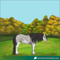 Horse Color:Smoky Grullo Ice Splash 