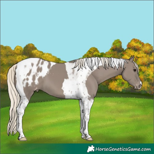 Horse Color:Silver Smoky Grullo Tobiano Appaloosa 