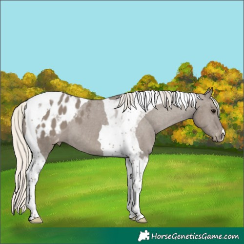 Horse Color:Silver Smoky Grullo Tobiano Appaloosa 